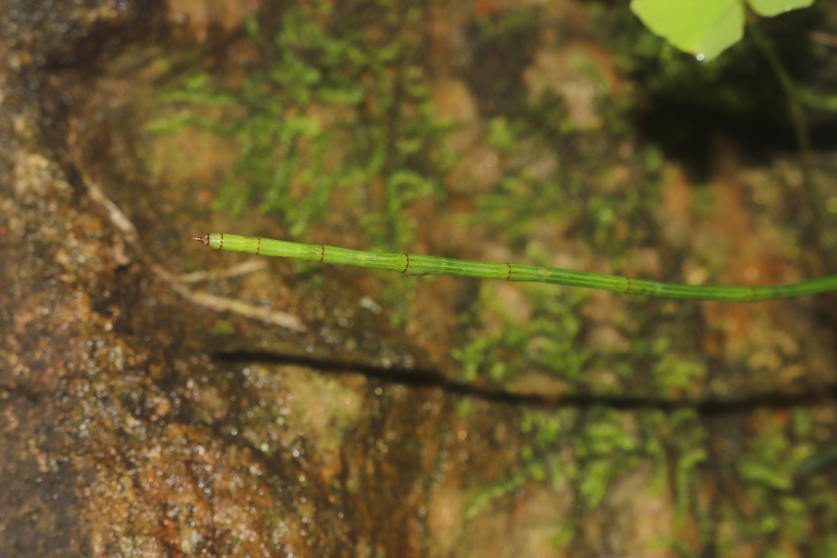 Equisetum ramosissimum  Desf.